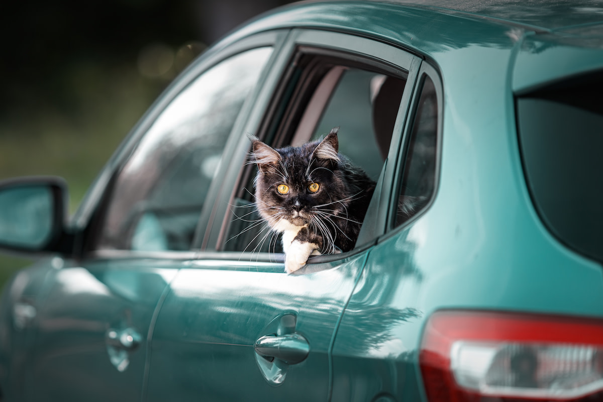 Maine Coon Cat Is So Excited To Go Hiking She Gets on Her 'Tippy Toes ...