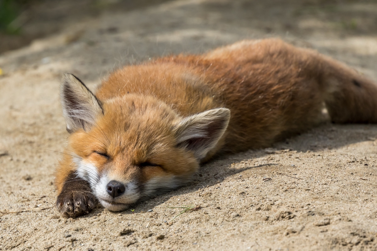 Kind Woman Saves Baby Fox Hit By A Car Who Had 'no Will To Live 