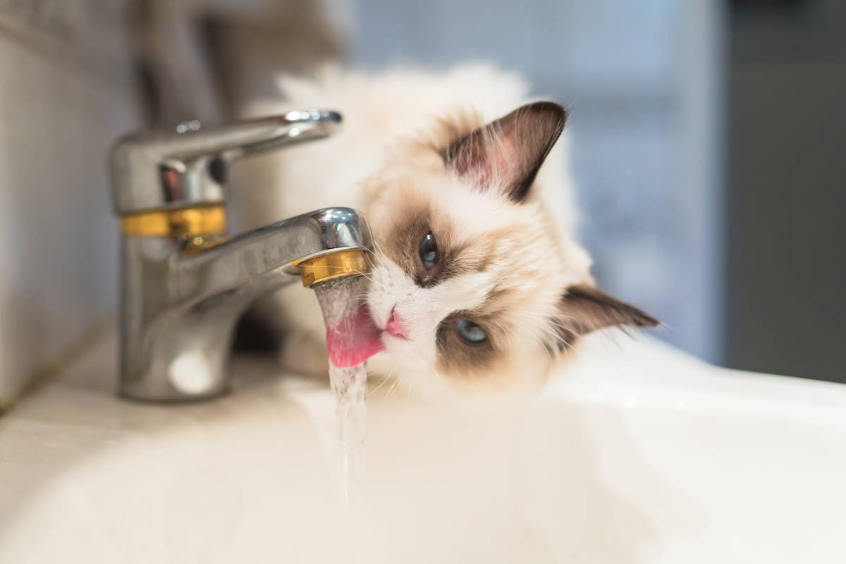 Precious Ragdoll Kitten Taking First Drink From Fountain Tumbles Right ...