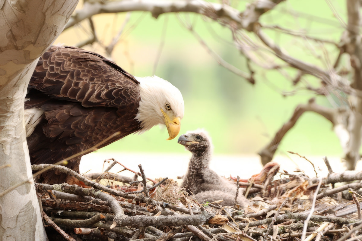 Newborn Bald Eagle Found Alone in Field Recovering at Alaskan Wildlife ...