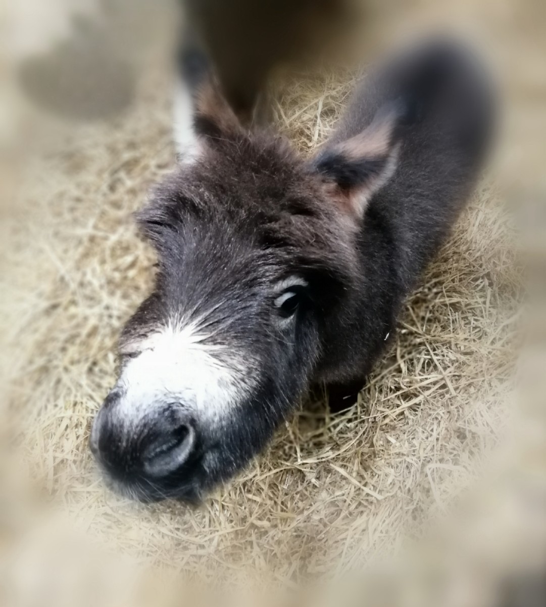 Newborn Miniature Donkey with Cutest Color Pattern Is Stealing Hearts ...