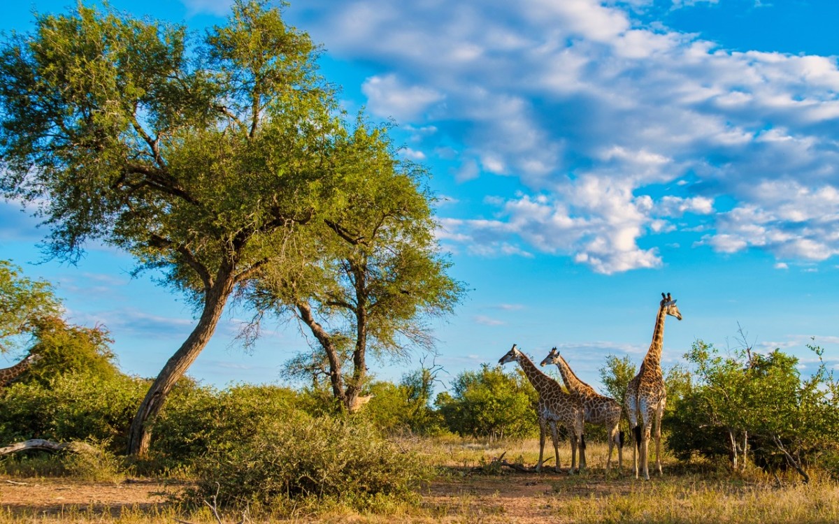 Hiker in South Africa Learns the Hard Way Why Not to Approach Wild