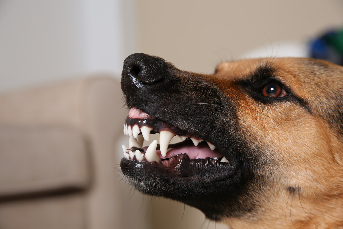 Smiling German Shepherd Auditions For ‘jaws’ Movie And Totally Nails It 