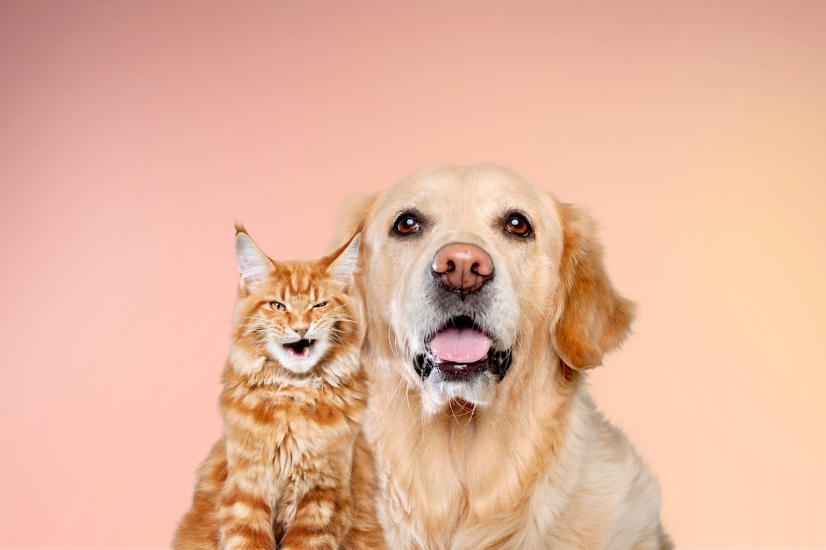 Cat Mom Ranks Times Ginger Cat Got Annoyed By Golden Retriever Brother 