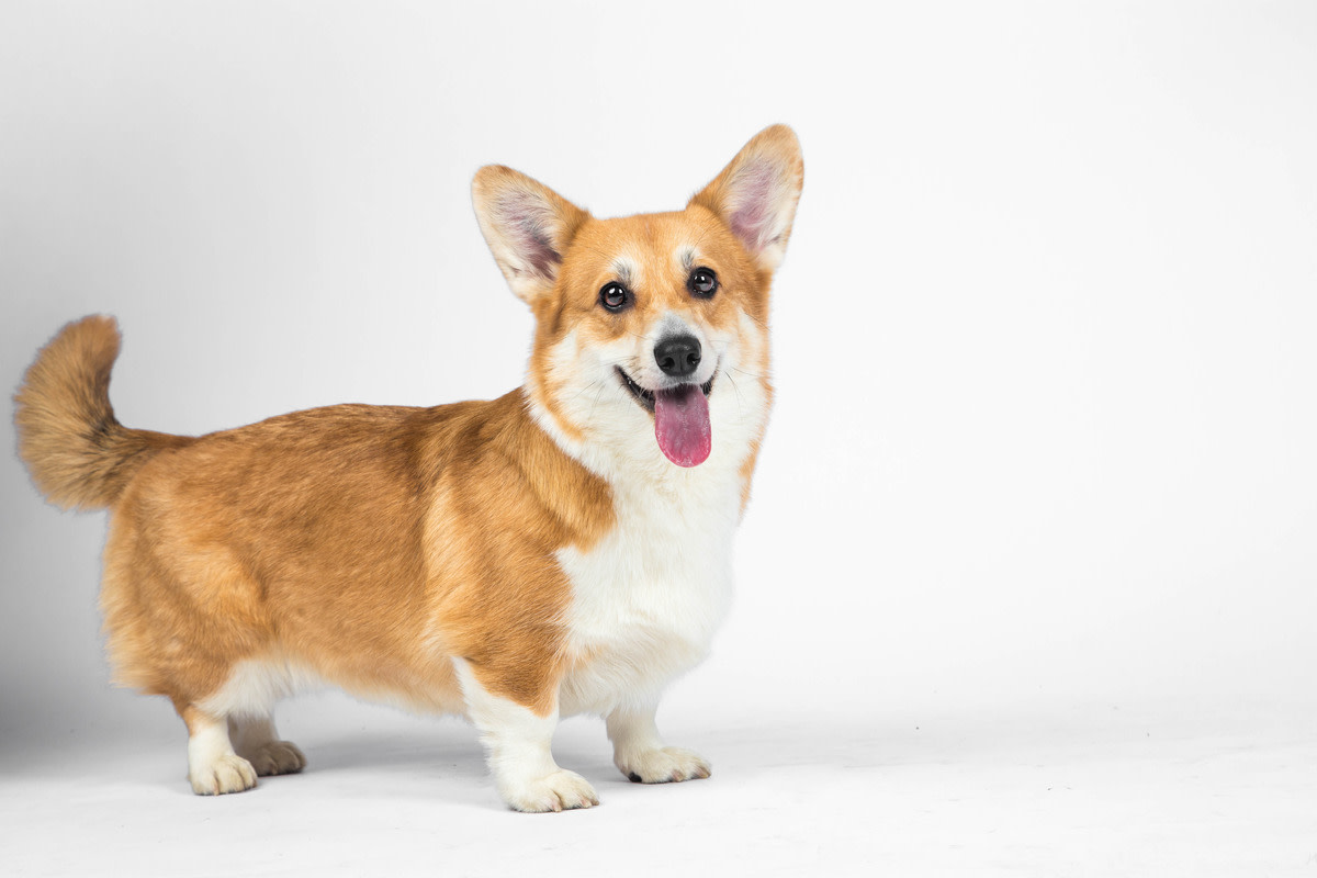 Corgi’s Confusion Over Human’s New Exercise Ball Is So On-Brand ...