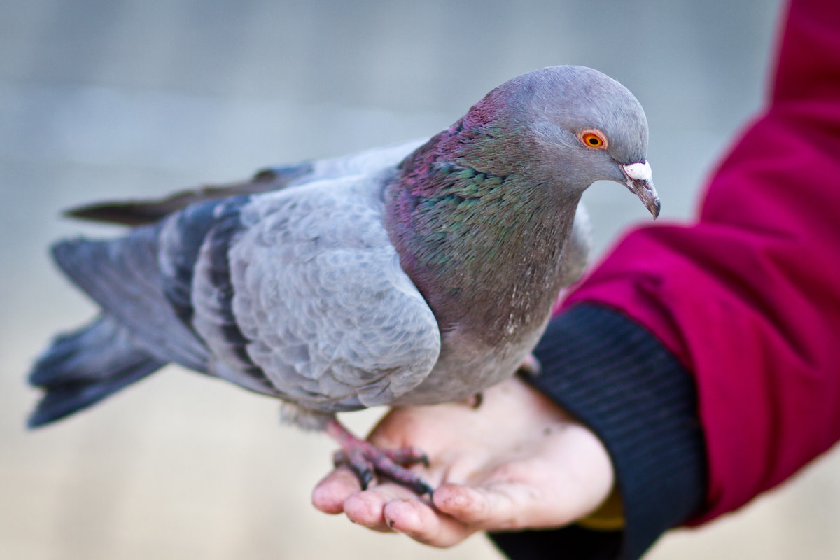 Heartbreaking 'True History' of Pigeons Has People Shocked and Saddened ...