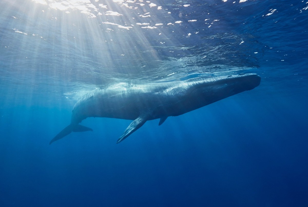 Stunning Video Shows Lucky Diver Swimming Next to Blue Whale in ...