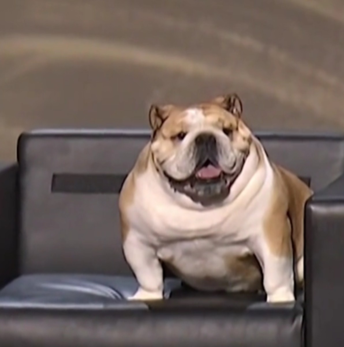 West Virginia Gov. Jim Justice’s Adorable Bulldog Stole the Show at the ...