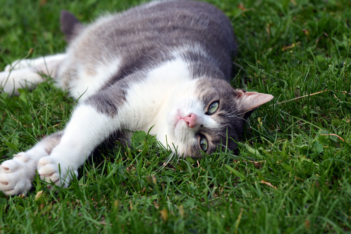 Blissful Sunbathing Cat on Lawn Is Truly Living the Dream - PetHelpful News