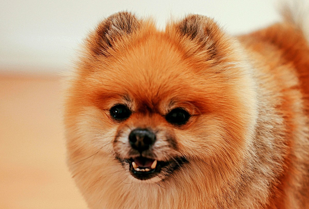 Treats for pomeranian puppies hotsell