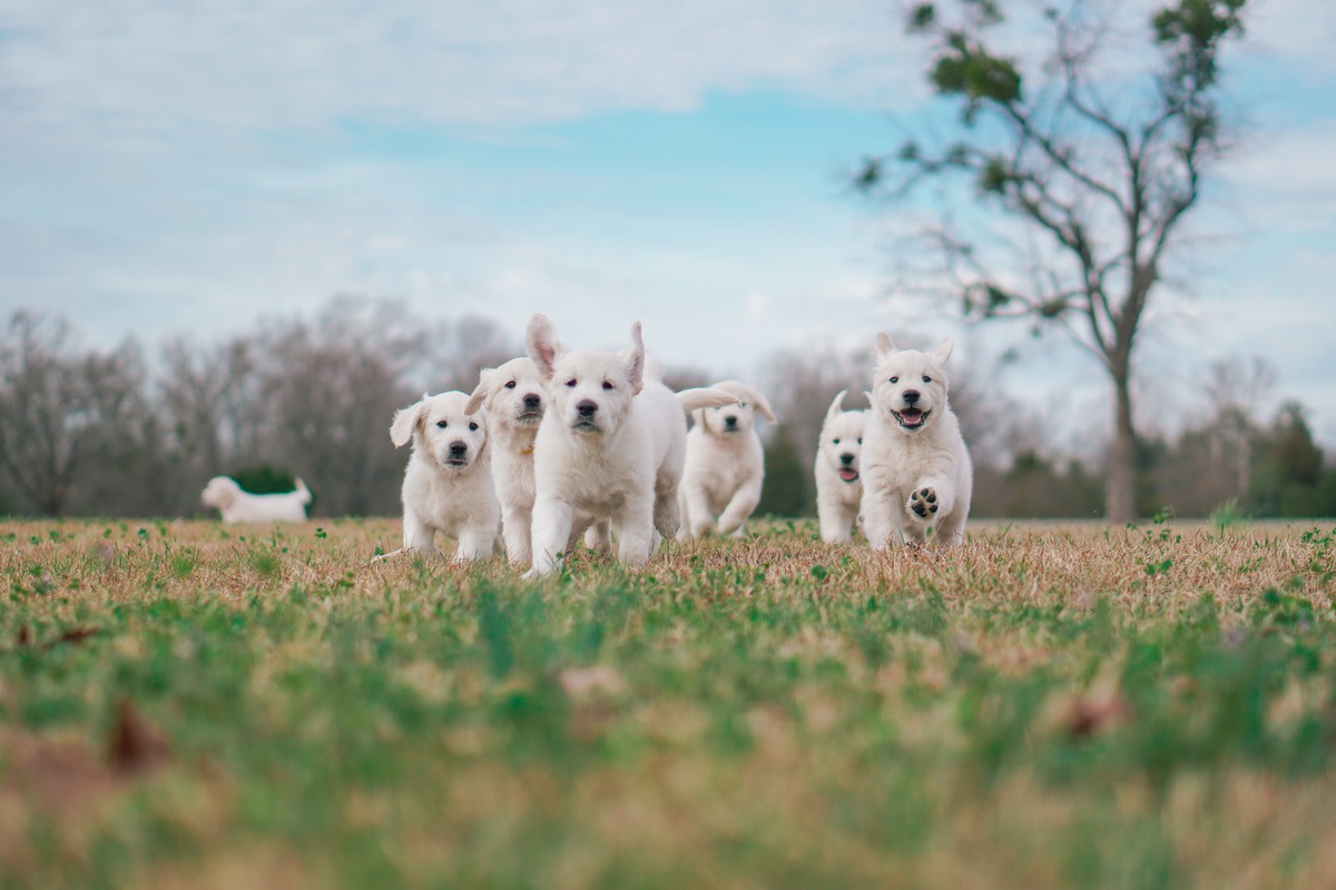 5 golden retrievers wake up dad