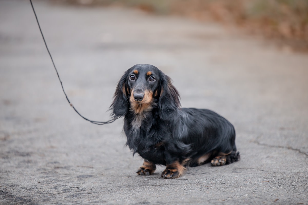 Long haired fashion doxie for