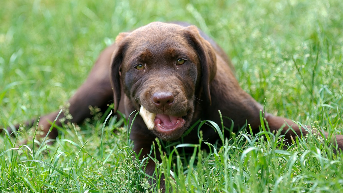 12 week old chocolate lab hotsell