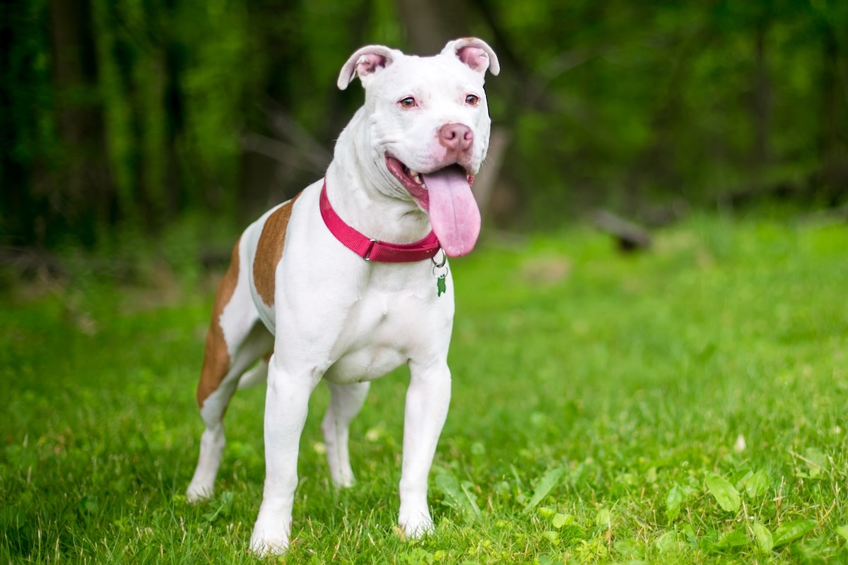 Update on DC Dog Shot Between Eyes Tugs at the Heartstrings