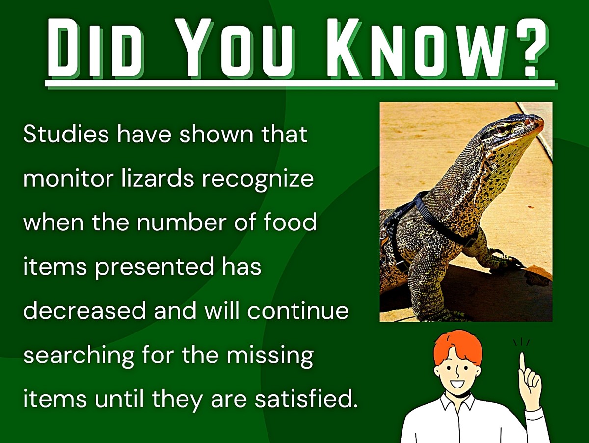 6 Best Pet Monitor Lizard Species - PetHelpful