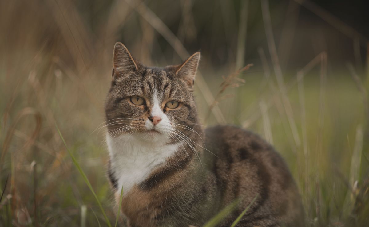 Longest Cat Resident at Iowa Animal Shelter Has the Most Adorable Meows