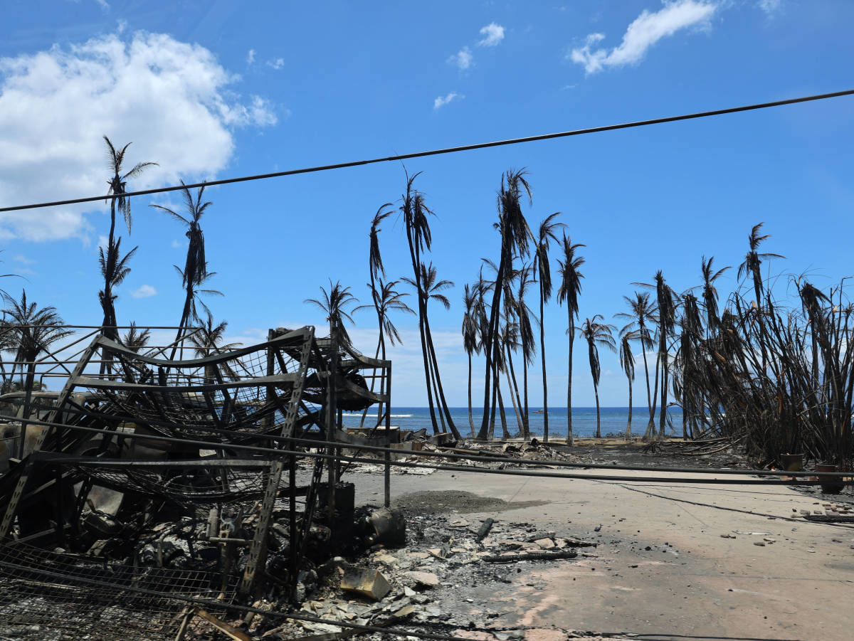 Exactly How To Help The Animals And Pet Owners Affected By The Maui 