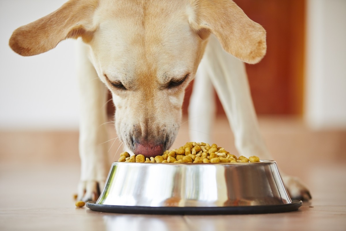 Can Improved Nutrition Cure a Diabetic Dog   PetHelpful