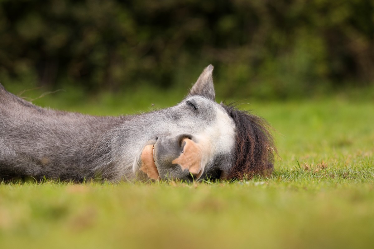 Sleepy Horse Napping in the Sun Is Giving Lazy Summer Vibes