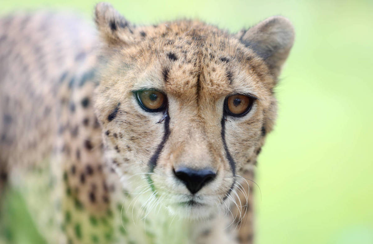 Large Cat Conservation Center Shows How Cheetah Residents Go For a Walk ...