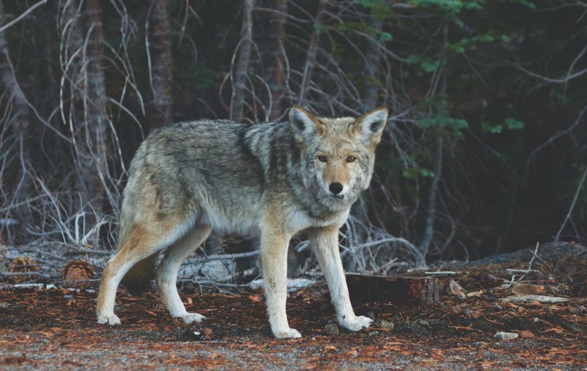 Researchers Discovered a New Pack of Gray Wolves in California's Sierra ...