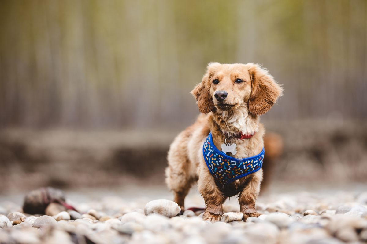 Dachshund Tests Popular Miniature Tent That Helps Fur Babies Stay Safe