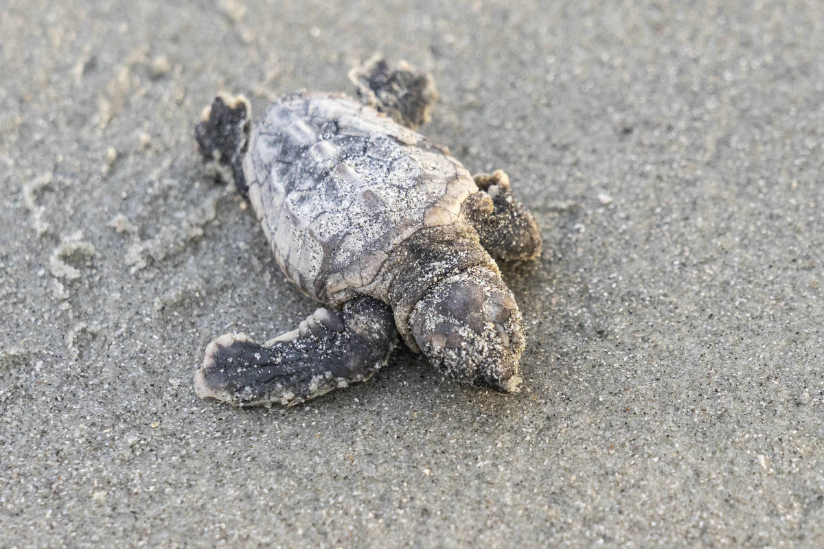 Biologist Goes for a Walk on the Beach at the Exact Moment a Nest of ...