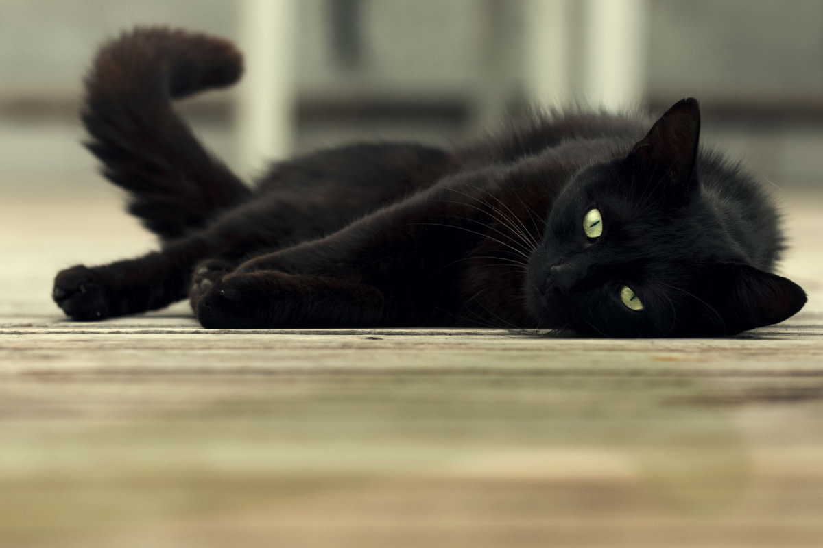 National Black Cat Appreciation Day: 5 top black cat breeds that