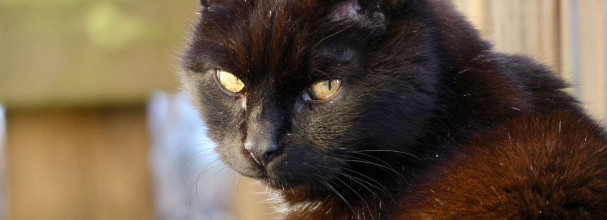 National Black Cat Appreciation Day: 5 top black cat breeds that