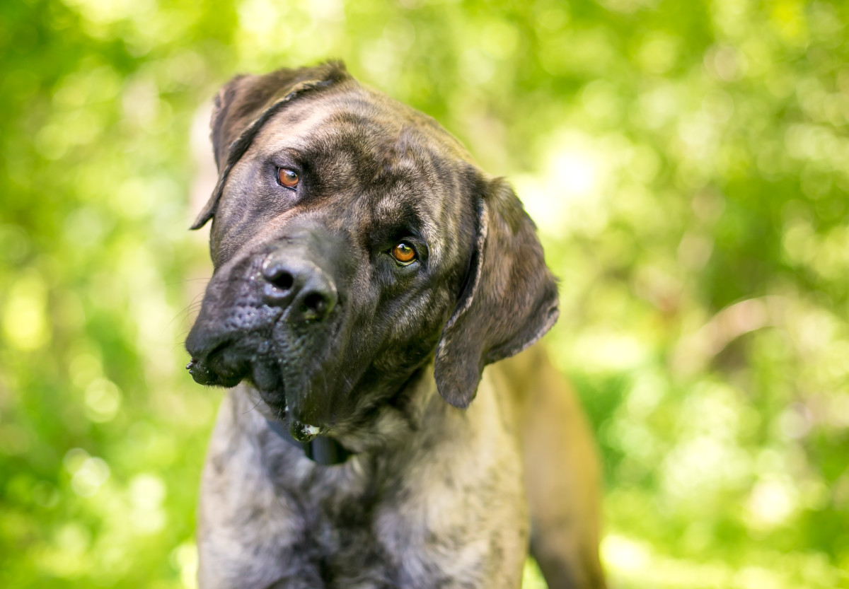 Moment Parents Gift Daughter with Mastiff Puppy After the Family Dog ...