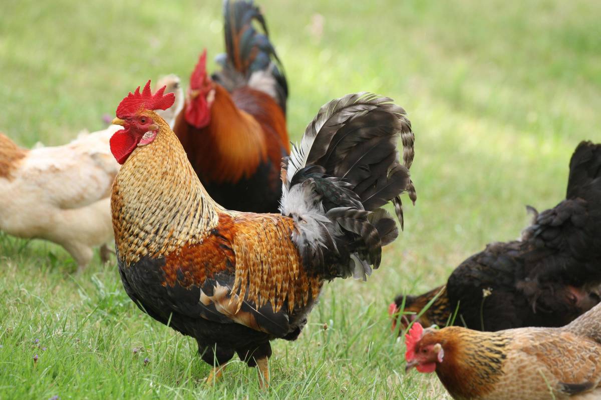 Woman Makes a 'Chickcuterie Board' for Her Molting Chickens and It's ...