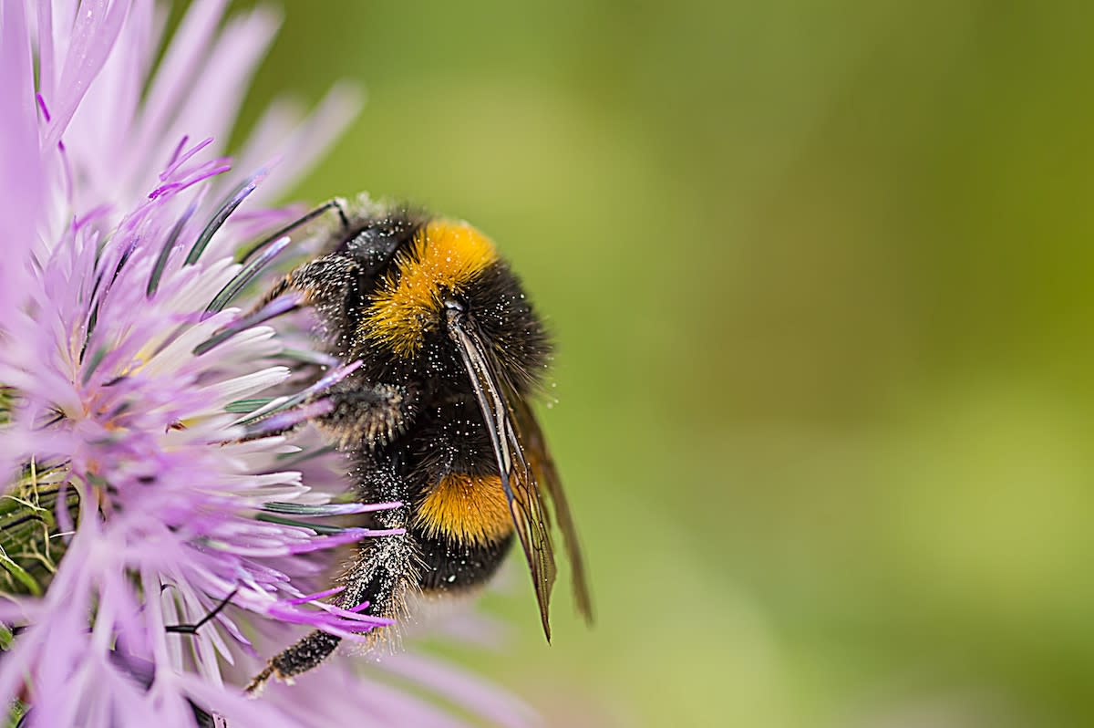Kind Woman Rescues Flightless Bumblebee and Proves all Creatures are