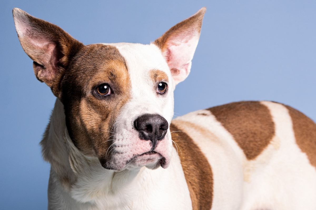 Florida Shelter Dog Who Always Has a Smile on His Face Is Capturing ...