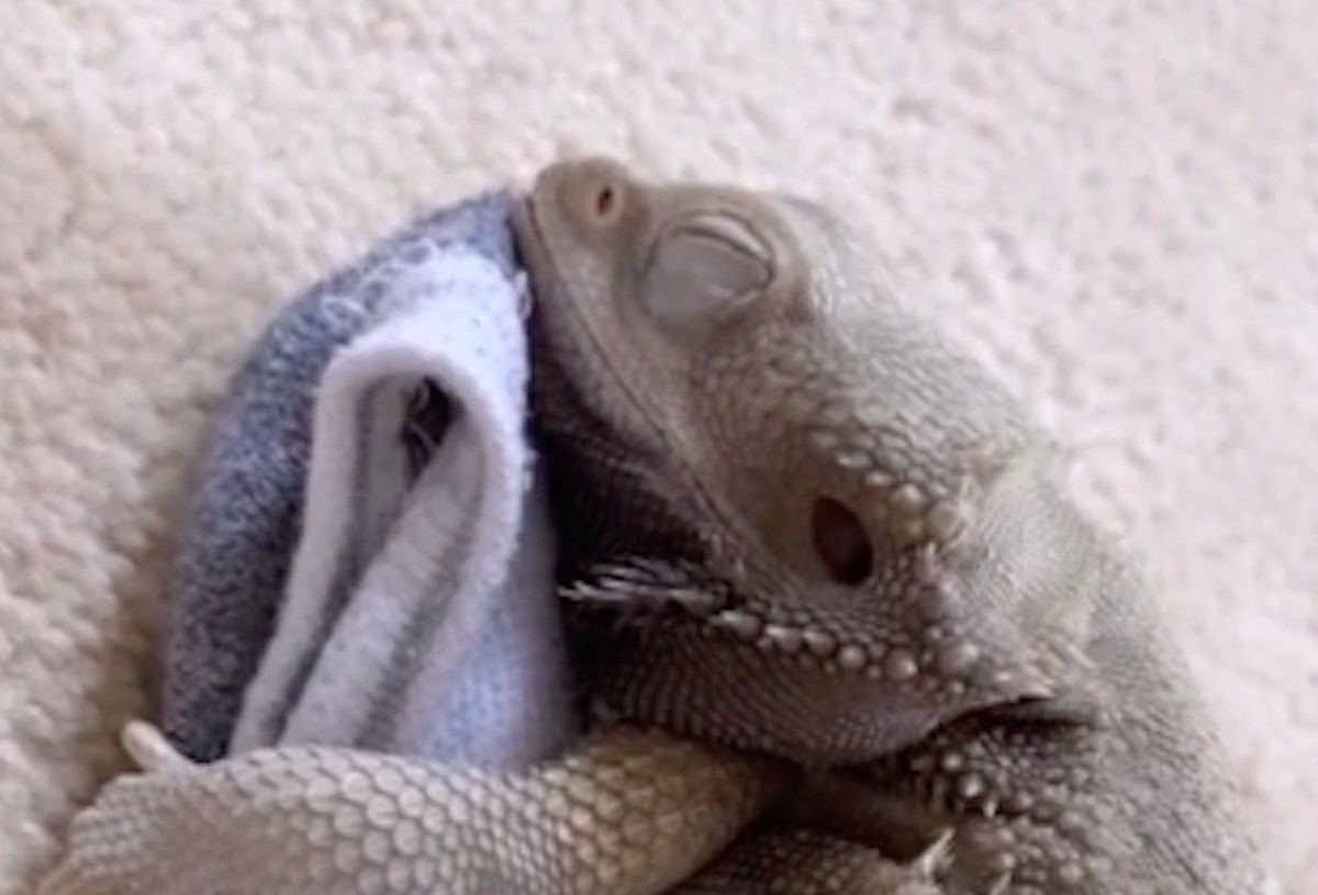 Love Story Between a Bearded Dragon and Sock Is Stealing Hearts ...