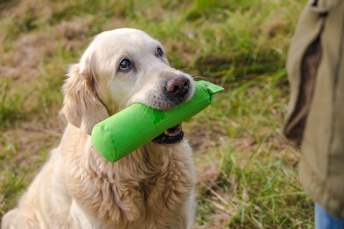 Dog Owner's '5 Signs Someone's a Golden Retriever' Are Too Relatable ...