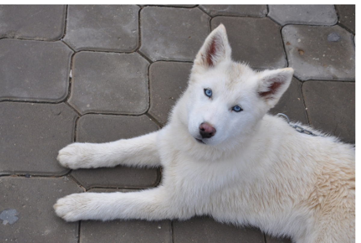 White husky puppy discount