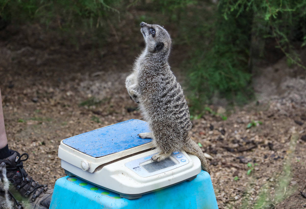 London Zoo Animals Line Up For Their Adorable Annual Weigh In In 