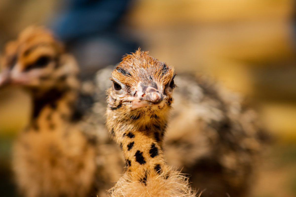 Toledo Zoo Shares Video of Absolutely Adorable Ostrich and His Zoomies