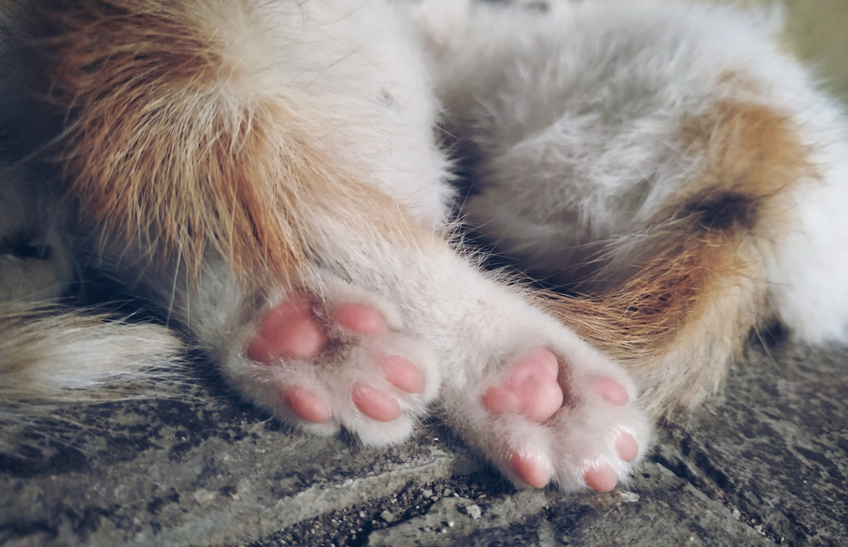 Woman's Kitten Looks Absolutely Identical to Ed Sheeran PetHelpful News