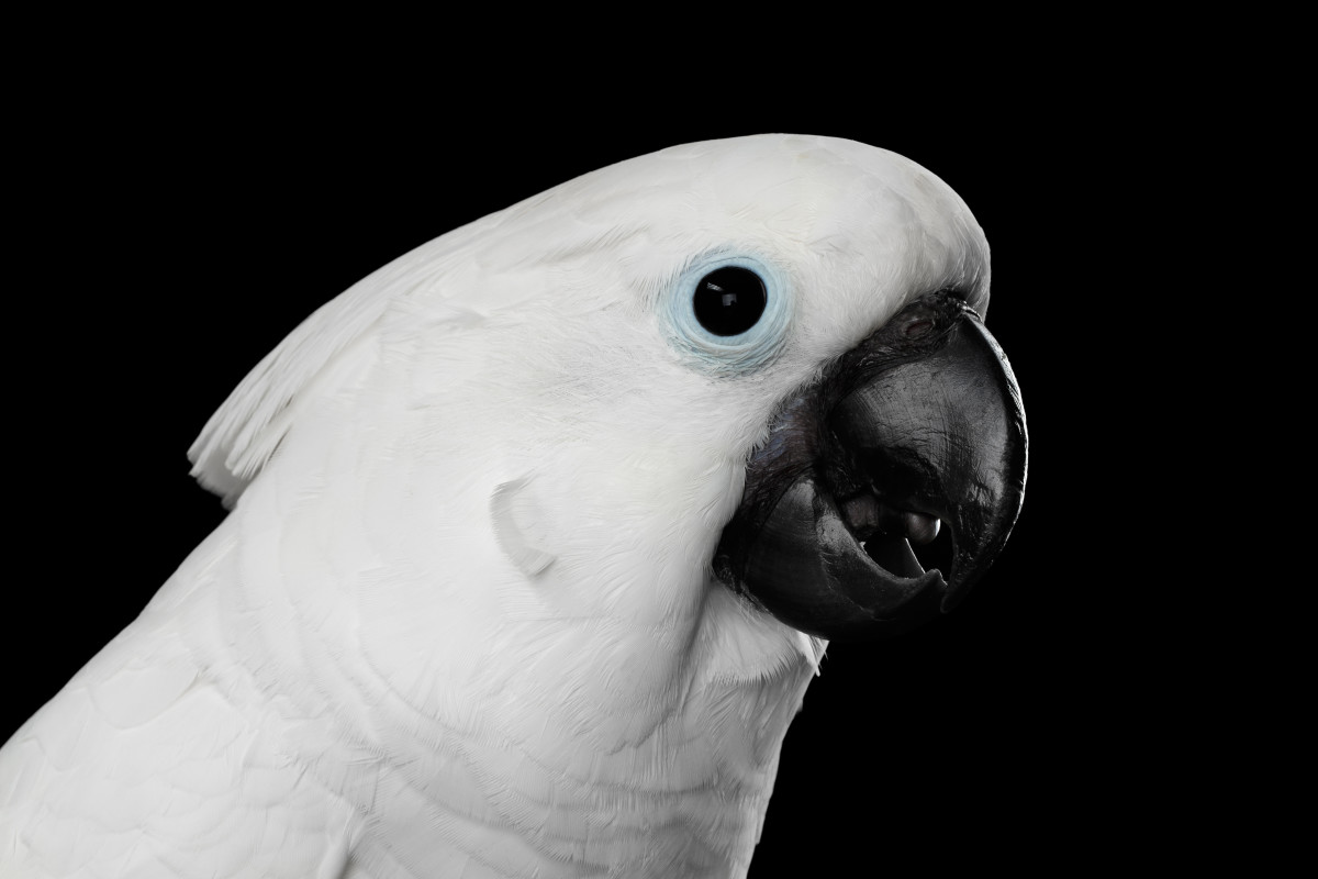 Excited Cockatoo Barking Like a Dog Is Hysterical to Hear - PetHelpful News