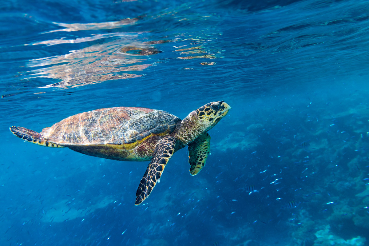 Paddleboarders Swoon Over Adorable Tiny Sea Turtle Swimming Out to Sea ...