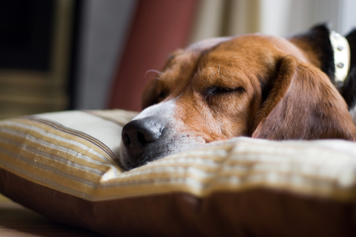 Why Do Dogs Sleep So Much? PetHelpful News