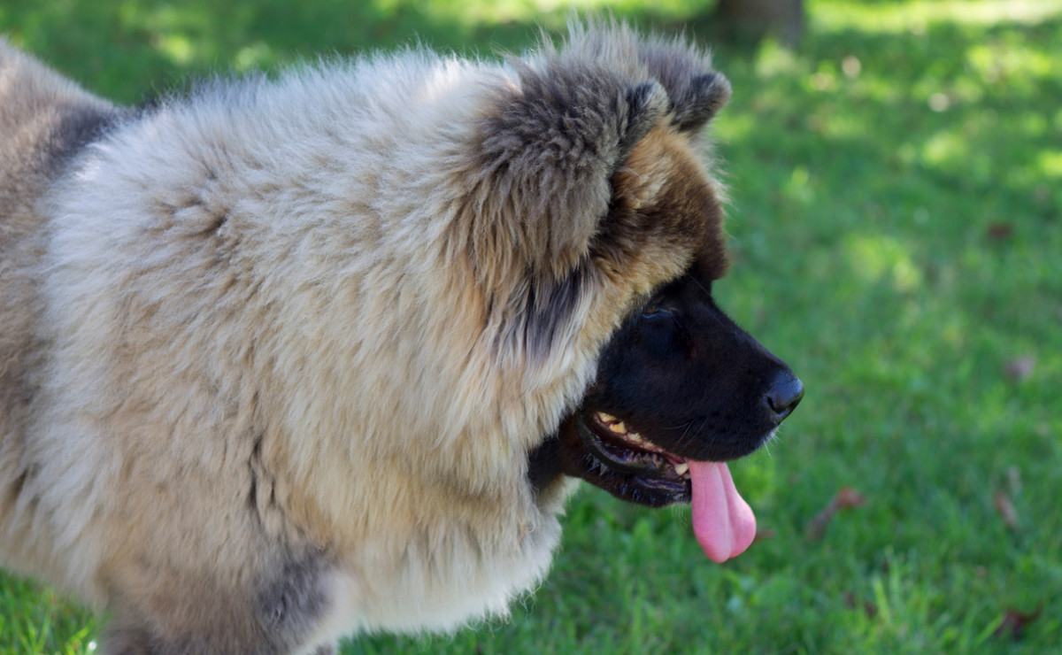 Akita Puppy's Incredible Growth Over One Year Highlighted in Incredible