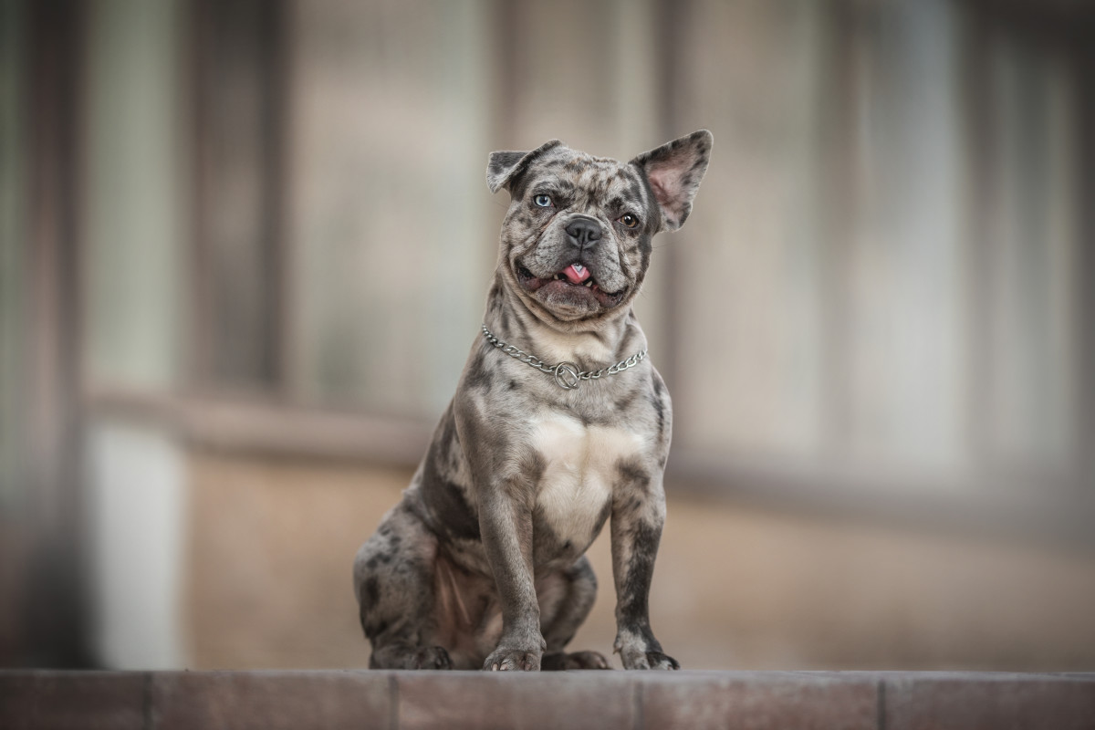 Video Showing the Difference Between French and English Bulldogs Is ...