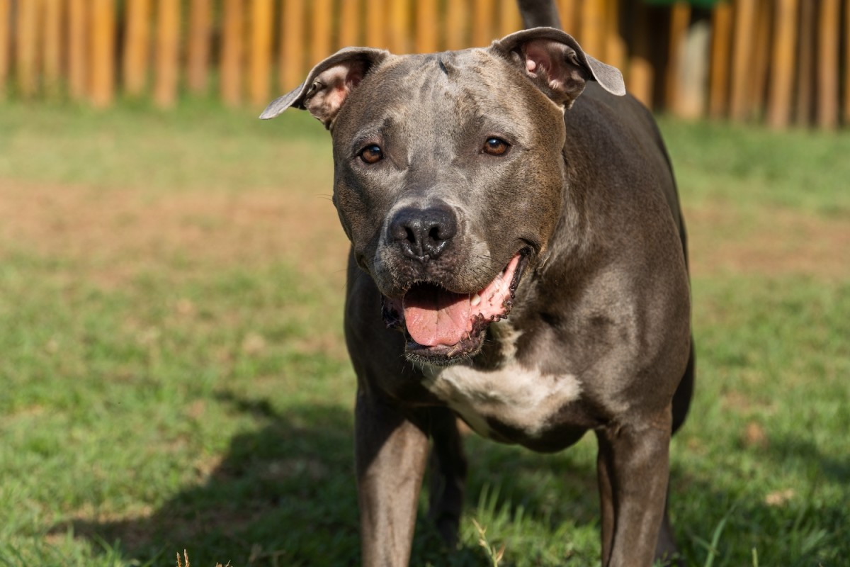 Two Dogs and a Cat Rescued from Animal Shelter Enjoy the Freedom Walks ...