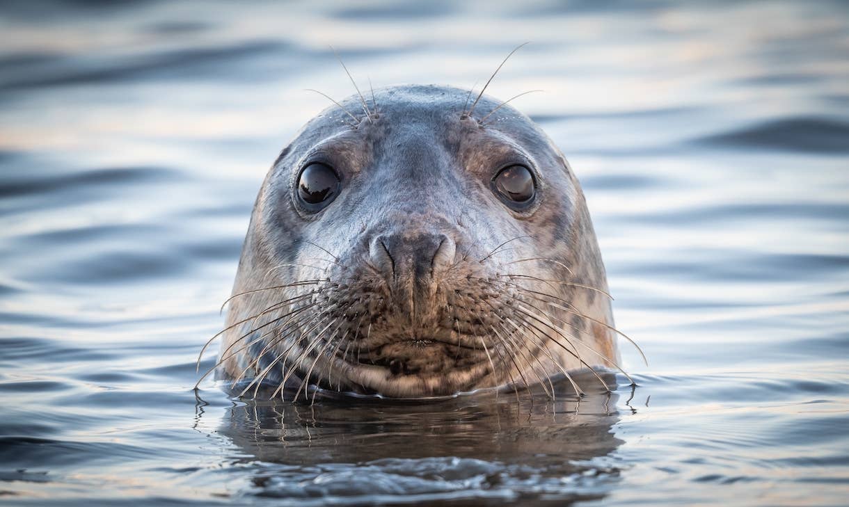 Marine Rescue Lists Their Seal and Sea Lions' Problems and It's Too
