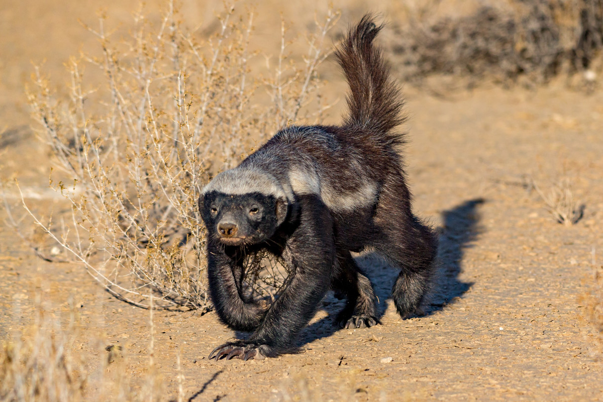 Rehomed Honey Badger Being Released Back Into the Wild Is Too Funny ...