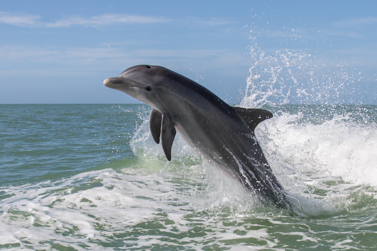 Backflipping Dolphin Delights Whale Watchers in Monterey Bay - PetHelpful
