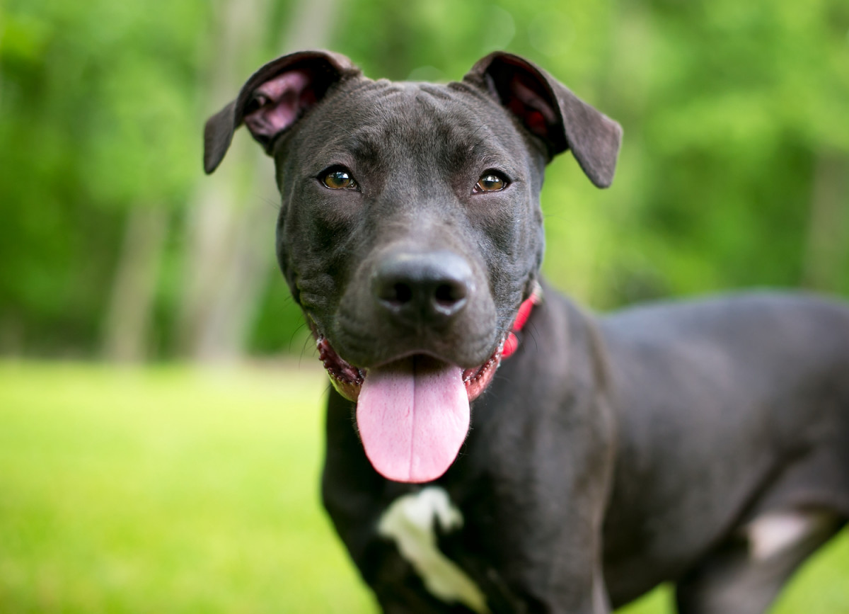 Pretty Pit Bull Decked Out in Her Christmas Outfit Will Put Anyone in a ...