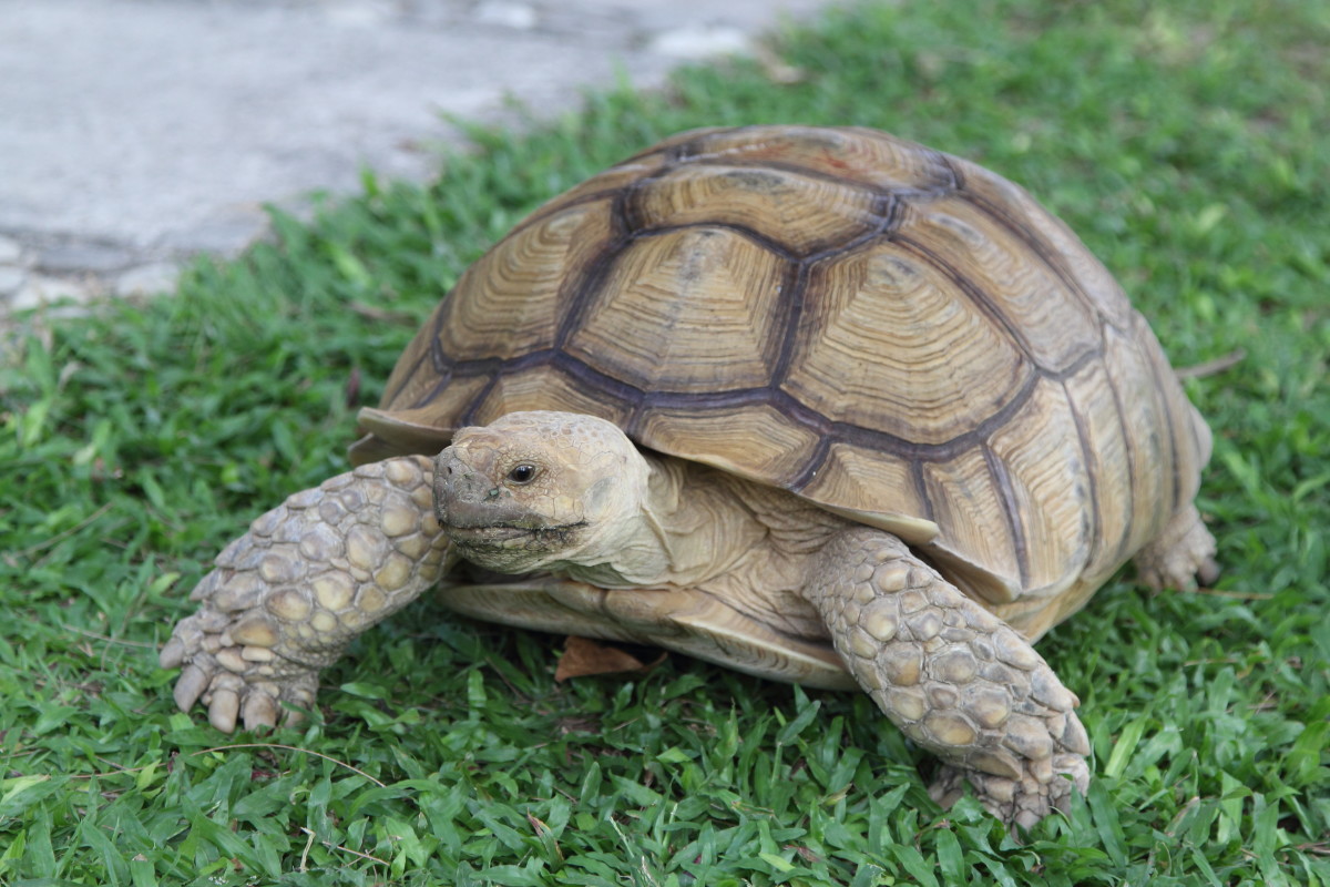 100-Year-Old Tortoise Reunited With Louisiana Family After a Daring ...